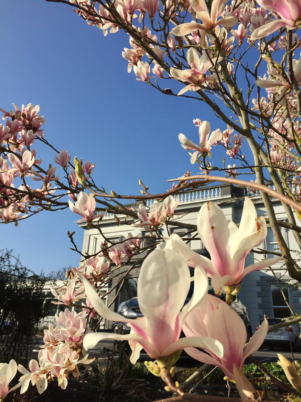 Our beautiful Magnolia flowers love today's sunshine